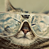 cats glasses hipster large 1920x1080 wallpaper Wallpaper 1024x768 www.wallpaperswa.com-5734